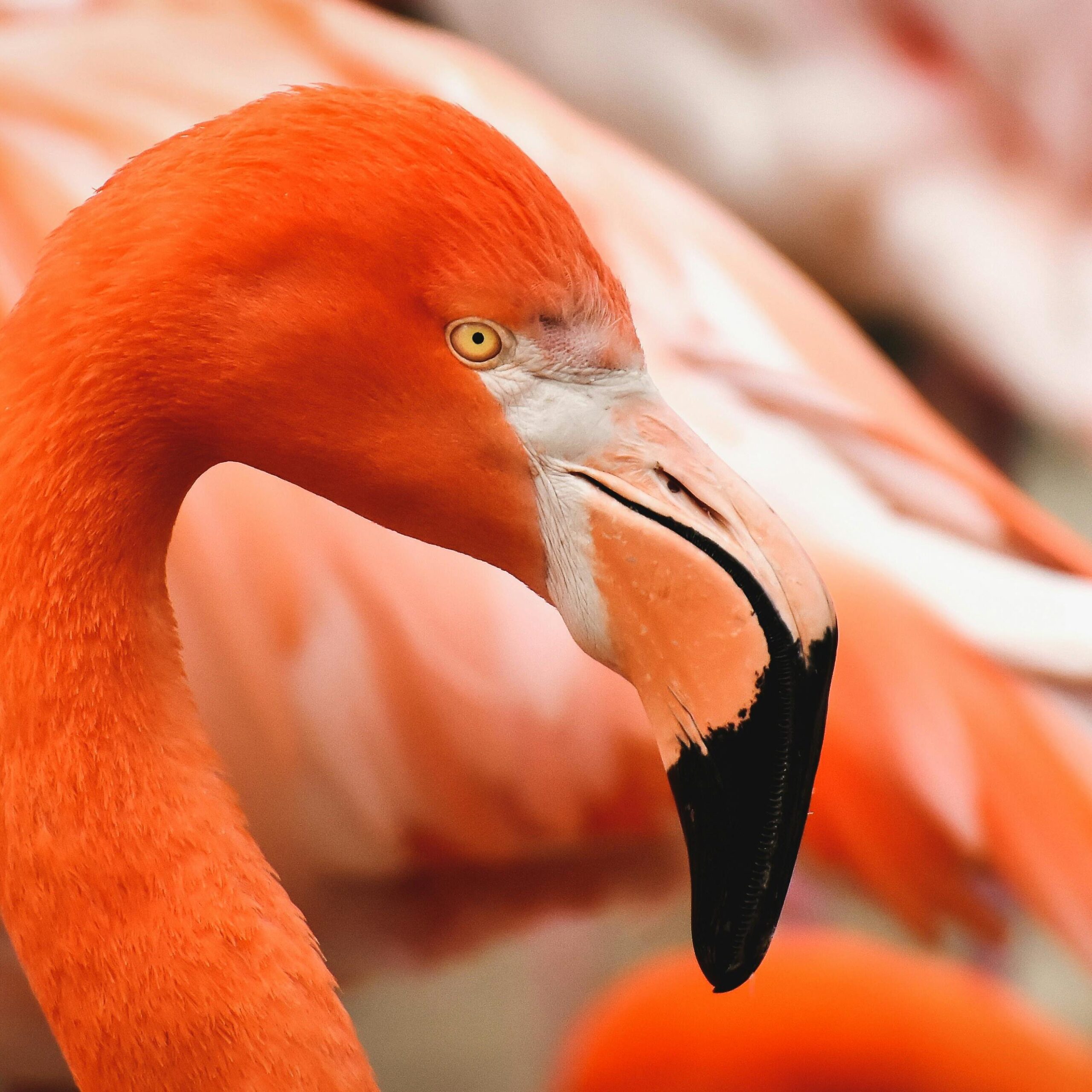 profile shot of a flamingo